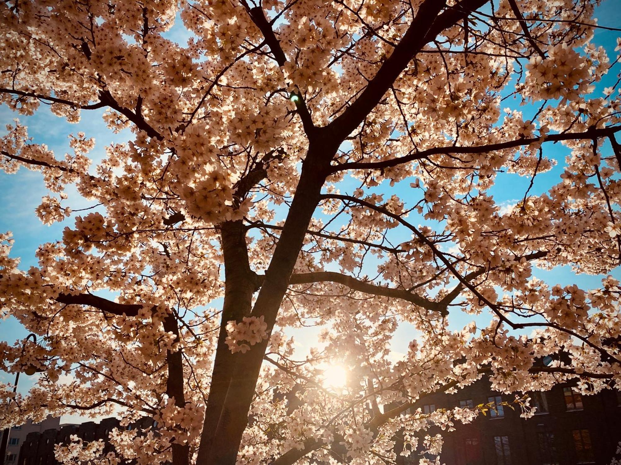 Schoene Aussichten Mitten In Berlin - Il Sole エクステリア 写真